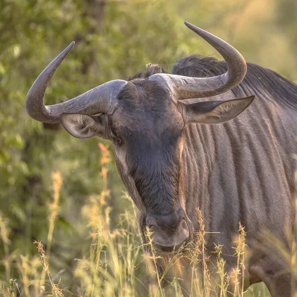 Wildebeest head — стоковое фото