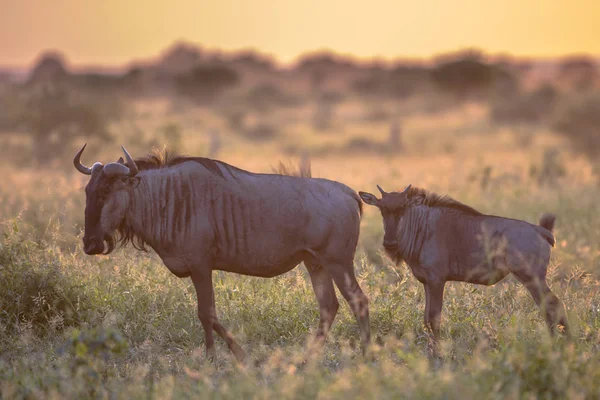 Savanna oranžovo ranní světlo se dvěma nejdivoštější na S100 Kruger — Stock fotografie