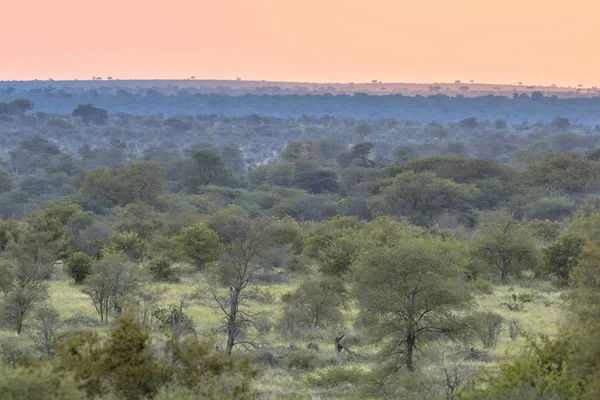 Panorâmica da savana africana — Fotografia de Stock