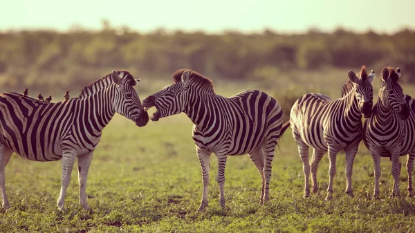 Quatro comum Zebra grooming — Fotografia de Stock