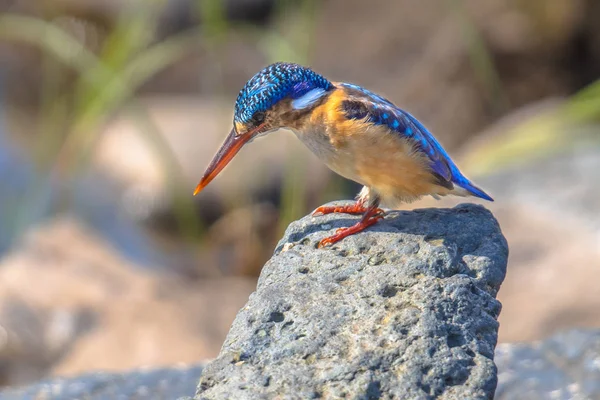 Malakit Kingfisher söker fisk — Stockfoto
