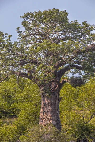 Baobab drzewo Kruger Park zamknąć w górę — Zdjęcie stockowe