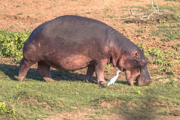 Hipopótamo común — Foto de Stock