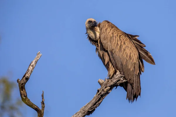 White backed vulture looking backward