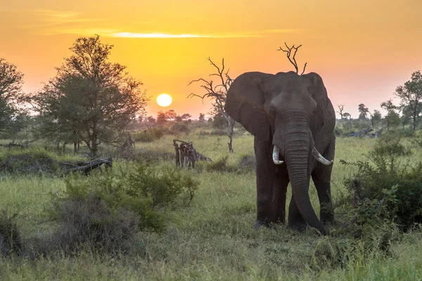 Éléphant d'Afrique au lever du soleil — Photo