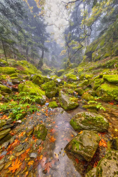 Paysage de forêt humide de ruisseau de montagne — Photo