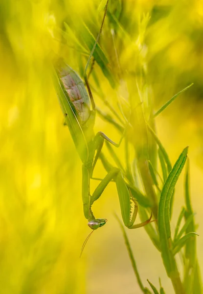 Predador de emboscada Mantis — Fotografia de Stock