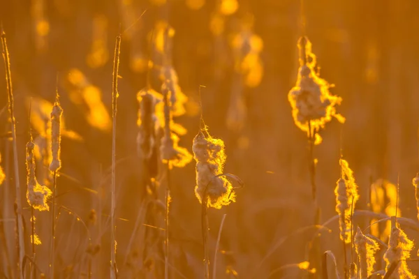 Common Bulrush pembibitan dalam cahaya oranye — Stok Foto