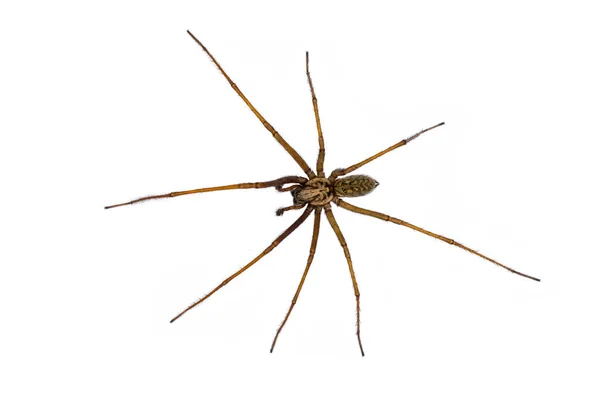 Giant House Spider geïsoleerd op witte achtergrond — Stockfoto