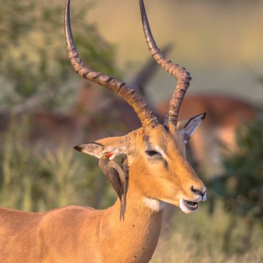 Oxpecker ile Impala