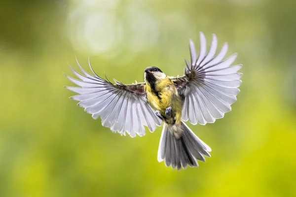 Pták v letu na světle zelené pozadí — Stock fotografie