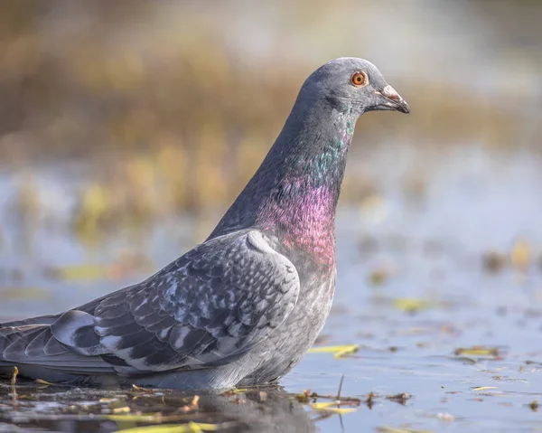 Stock dove washing in shallow water — Stock Photo, Image