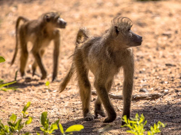 Dois babuínos Chacma andando — Fotografia de Stock