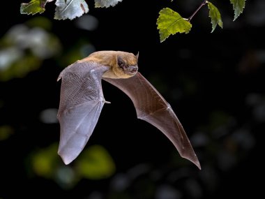 Flying Pipistrelle bat iin natural forest background clipart