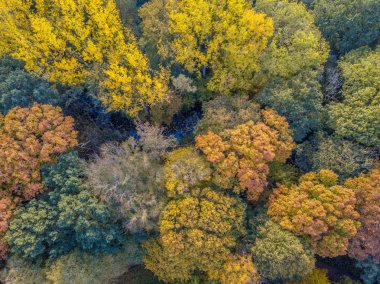 ekim sonbahar renklerinde şehir parkı