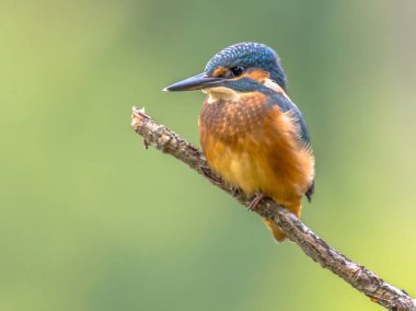 Avrupa Kingfisher sopa üzerinde yer alan