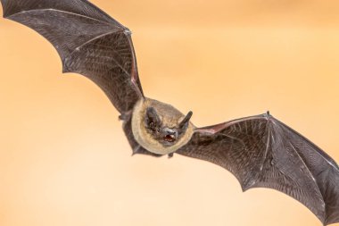 Kahverengi arka plan üzerinde Uçan Pipistrelle yarasa
