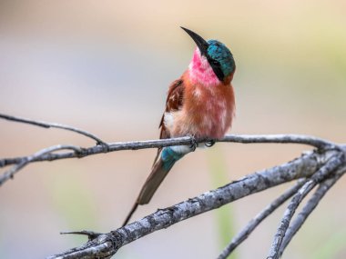 Güney Carmine Bee Eater ışık arka plan