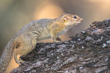 Ağaç sincap dalı tünemiş