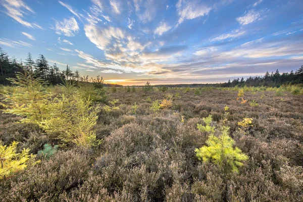 Terre de bruyère avec mélèze de couleur vive — Photo