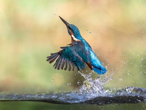 Common European Kingfisher emerging abstract — Stock Photo, Image