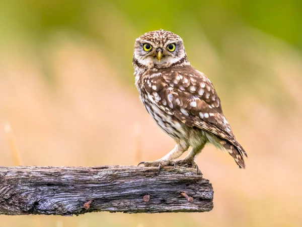 Little Owl perched on log — Stock Photo, Image