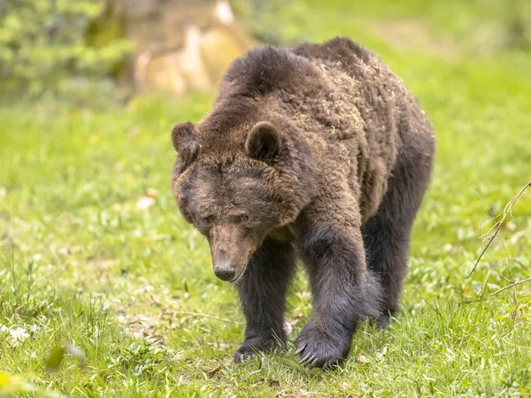 Walking European brown bear — Stock Photo, Image