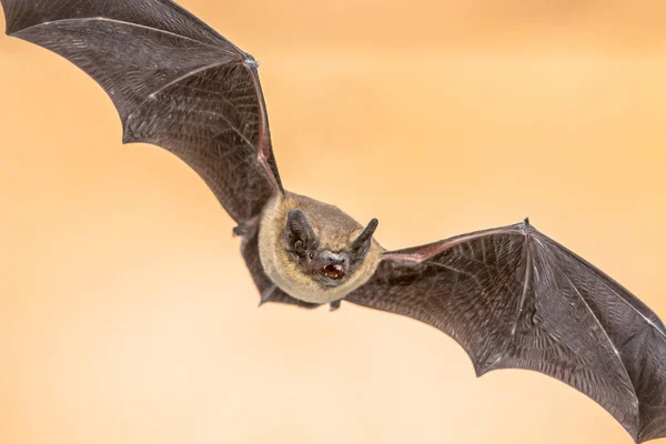 Common Vampire Bat Images Royalty Free Stock Common Vampire Bat Photos Pictures Depositphotos Common Vampire Bat Images Royalty Free Stock Common Vampire Bat Photos Pictures Depositphotos
