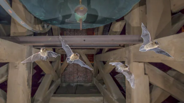 Quatro morcegos pipistrelle voadores na torre da igreja — Fotografia de Stock