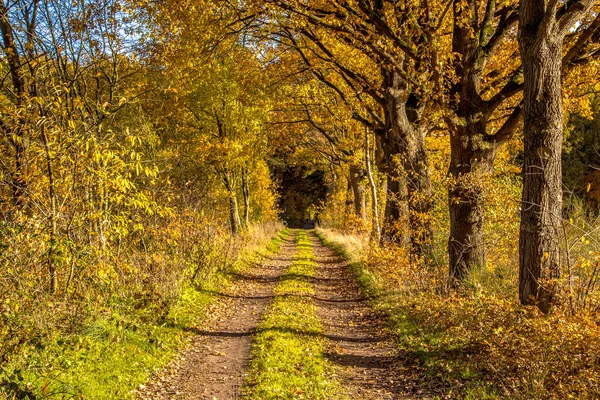 Ruelle rurale d'automne — Photo