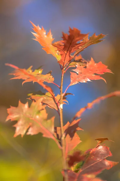 Autumnal colored oak leaves sky — Stock Photo, Image