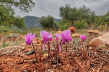 Bir grup sarmaşık yapraklı siklamen zeytin bahçesinde