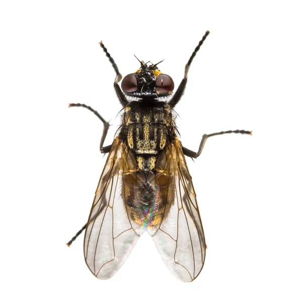 House fly on white background