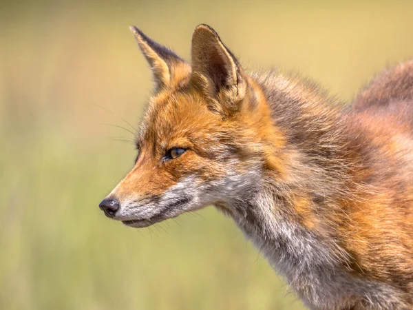 Боковой уклон портрета Red Fox — стоковое фото