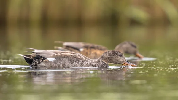 Gadwall pár vízimadarak védelméről — Stock Fotó