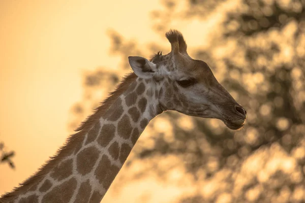 Giraffen-Porträt im orangen Nachmittagslicht — Stockfoto