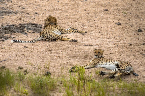 Два гепарда отдыхают — стоковое фото