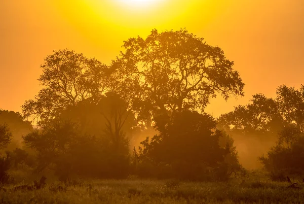 Oranje ochtend licht op S100 Kruger — Stockfoto