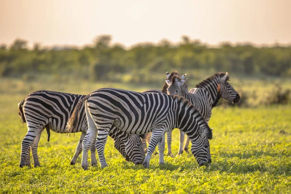 Manada de zebra comum pastando na savana — Fotografia de Stock