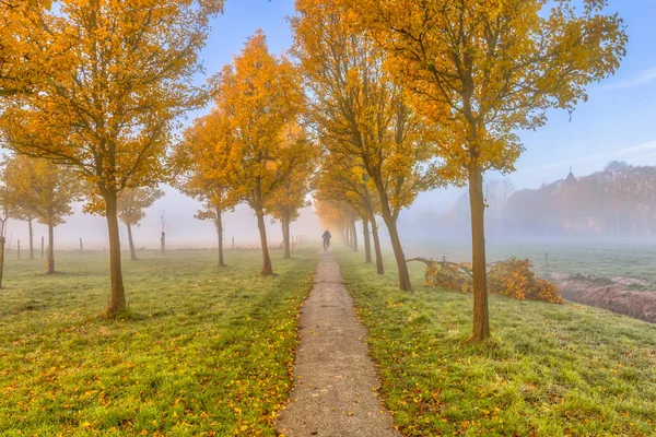 Rangée d'arbres jaunes à travers le paysage agricole — Photo