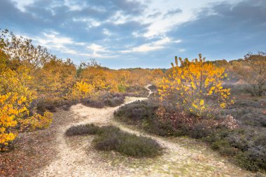 Yelow sonbahar renklerinde fundalık üzerinden Patika