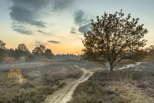 Hiking trail through heathland in autumn colors — Stock Photo, Image