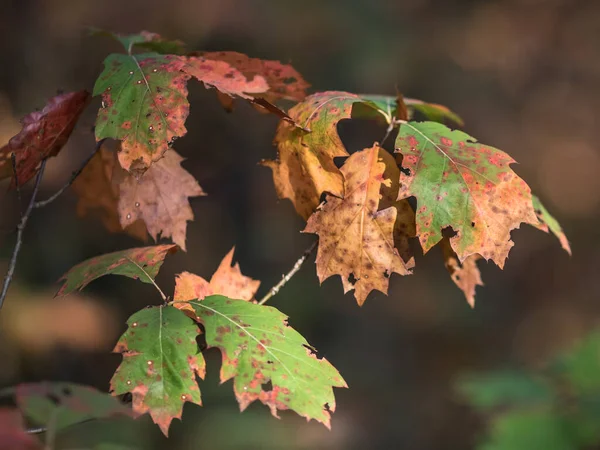 Höstfärgade eklöv mörka — Stockfoto