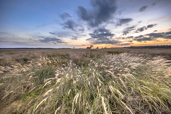 Natural heathland landscape with grass vegetation — Stock Photo, Image