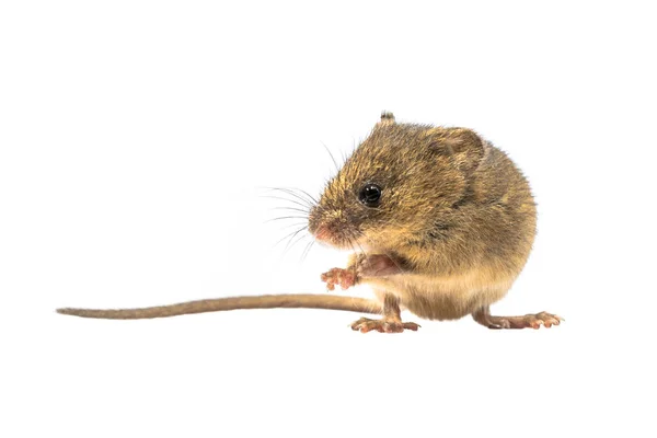 Carino raccolto mouse isolato su sfondo bianco — Foto Stock
