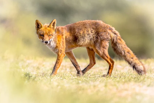 Red Fox marche sournoise — Photo