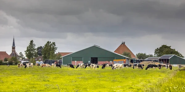 Granja lechera en el campo holandés — Foto de Stock