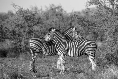 İki ortak Zebra siyah beyaz tımar ediliyor.