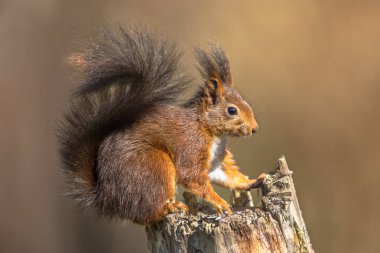 Bagajda oturan kırmızı sincap.