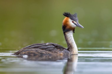 Büyük batağan tepeli su kuşları